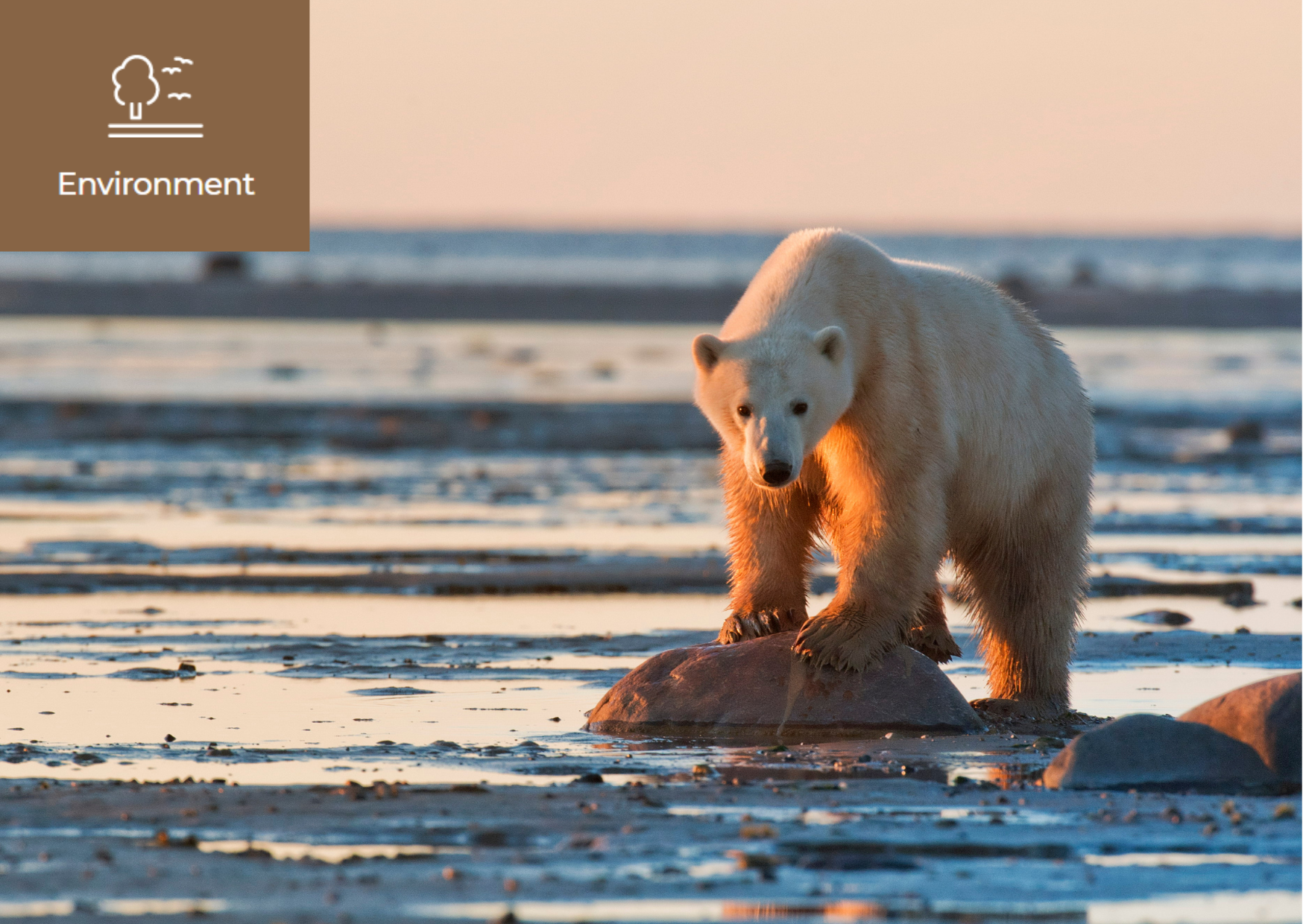 [Why we need to take immediate action to stop climate change] 이미지