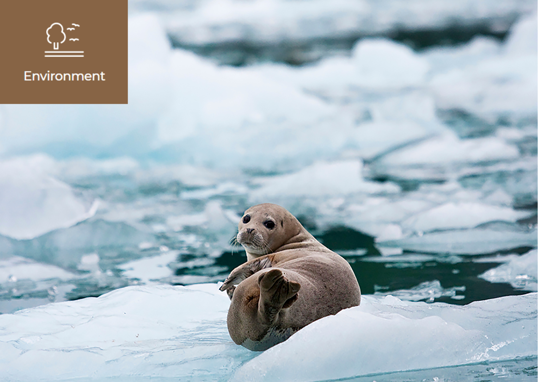 [The Glaciers are Sending Us a Warning] 이미지