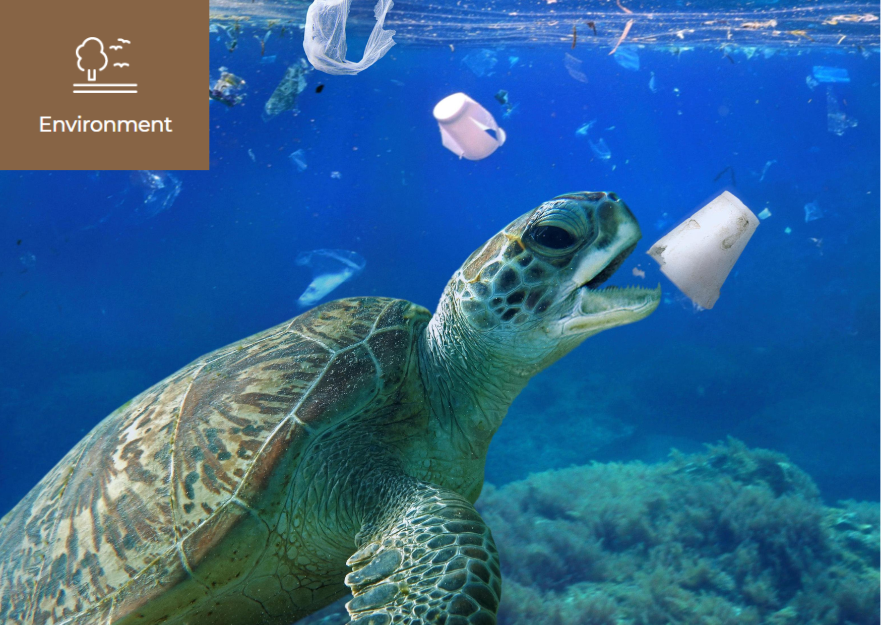 [What Are Plastic Alternatives?] 이미지